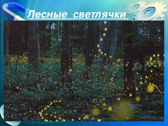 Лесные светлячки