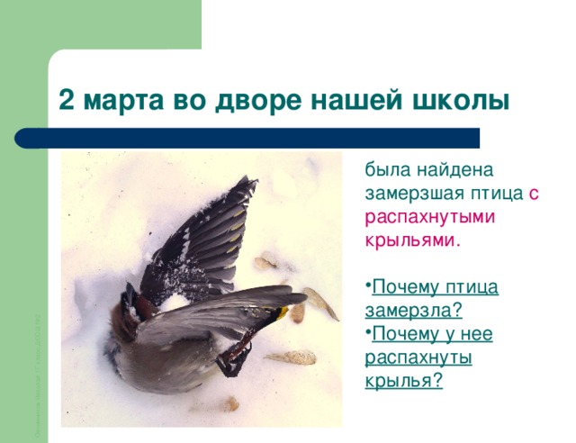 Овчинников Николай 1Г класс ДСОШ №2 2 марта во дворе нашей школы была найдена замерзшая птица с распахнутыми крыльями .