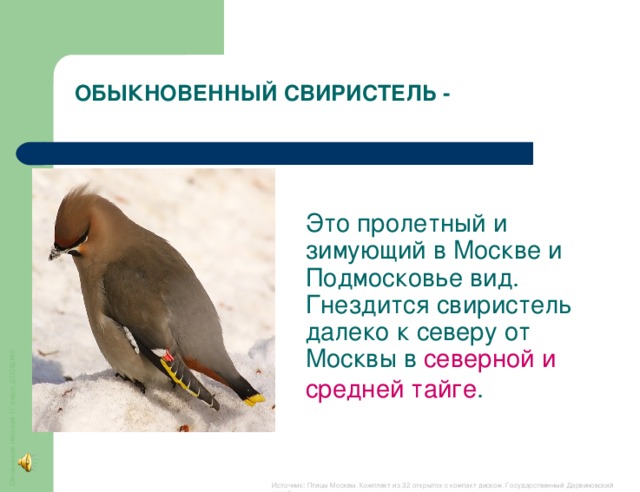 Овчинников Николай 1Г класс ДСОШ №2 ОБЫКНОВЕННЫЙ СВИРИСТЕЛЬ - Это пролетный и зимующий в Москве и Подмосковье вид. Гнездится свиристель далеко к северу от Москвы в северной и средней тайге .   Источник: Птицы Москвы. Комплект из 32 открыток с компакт диском. Государственный Дарвиновский музей.