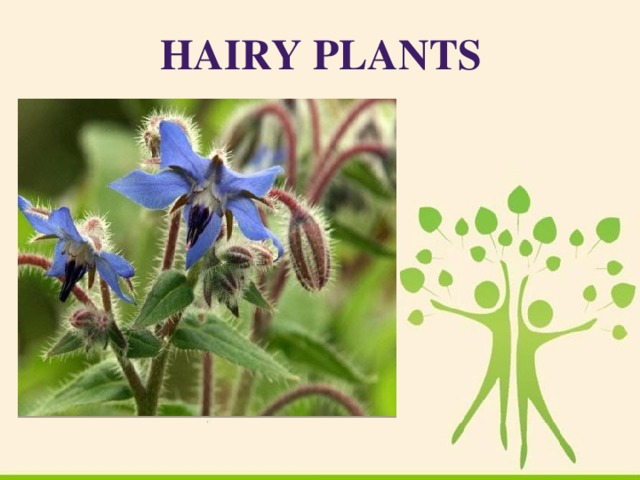 Hairy Plants