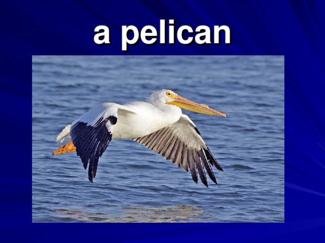a pelican