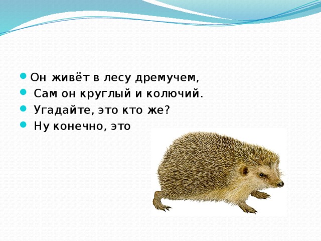 Он живёт в лесу дремучем,  Сам он круглый и колючий.  Угадайте, это кто же?  Ну конечно, это