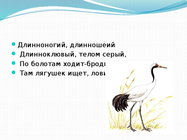 Длинноногий, длинношеий  Длинноклювый, телом серый,  По болотам ходит-бродит,  Там лягушек ищет, ловит