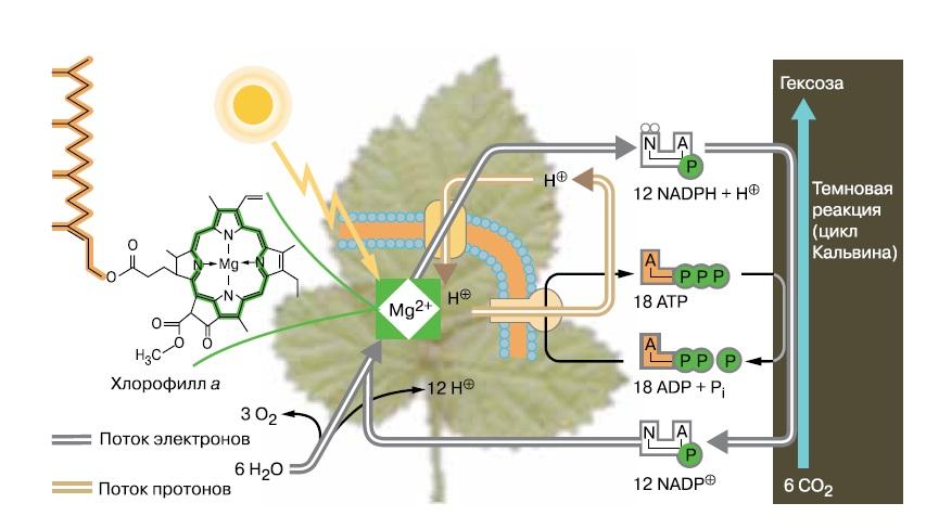 Использование энергии солнечного для синтеза атф. Хлорофилл схема фотосинтеза. Фотосистема 1 фотосинтез. Схема процесса фотосинтеза 10 класс. Фотосистемы фотосинтеза схема.
