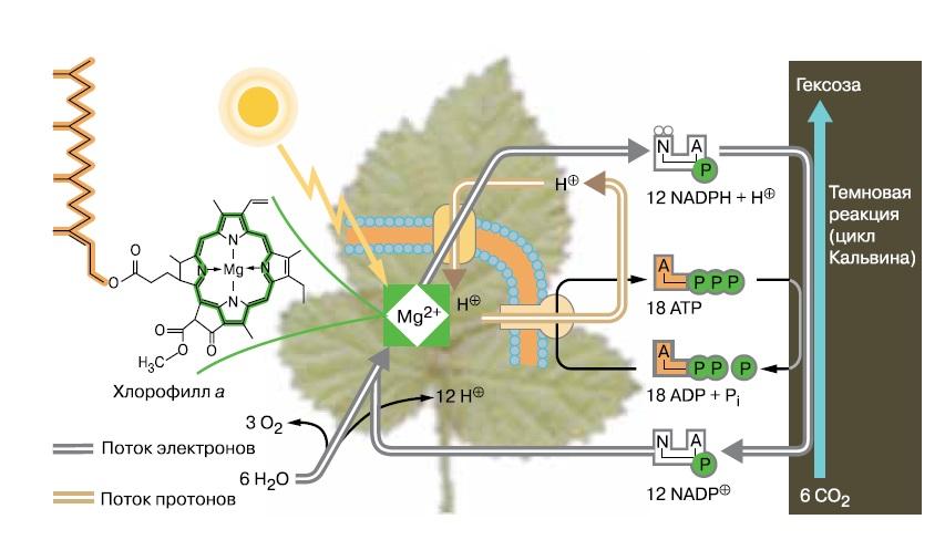 Изучите схему демонстрирующую процесс фотосинтеза протекающий в хлоропласте какое из перечисленных