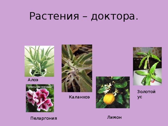 Растения – доктора. Алоэ Золотой ус Каланхоэ Лимон Пеларгония