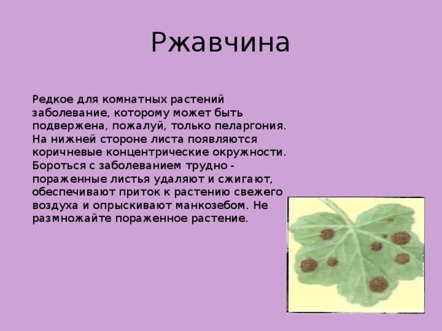 Ржавчина Редкое для комнатных растений заболевание, которому может быть подвержена, пожалуй, только пеларгония. На нижней стороне листа появляются коричневые концентрические окружности. Бороться с заболеванием трудно - пораженные листья удаляют и сжигают, обеспечивают приток к растению свежего воздуха и опрыскивают манкозебом. Не размножайте пораженное растение.