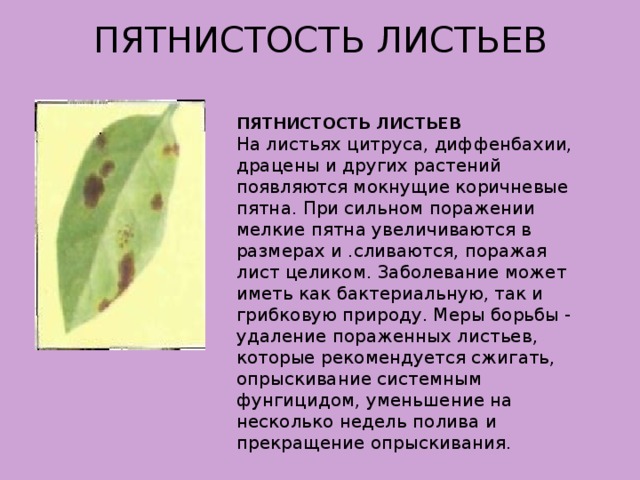 ПЯТНИСТОСТЬ ЛИСТЬЕВ   ПЯТНИСТОСТЬ ЛИСТЬЕВ На листьях цитруса, диффенбахии, драцены и других растений появляются мокнущие коричневые пятна. При сильном поражении мелкие пятна увеличиваются в размерах и .сливаются, поражая лист целиком. Заболевание может иметь как бактериальную, так и грибковую природу. Меры борьбы - удаление пораженных листьев, которые рекомендуется сжигать, опрыскивание системным фунгицидом, уменьшение на несколько недель полива и прекращение опрыскивания.