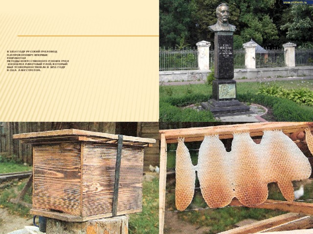 В 1814 году русский пчеловод   П.И Прокопович впервые  разработал  методы искусственного роения пчел  и изобрел рамочный улей, который  был усовершенствован в 1851 году  в США Лангстротом.