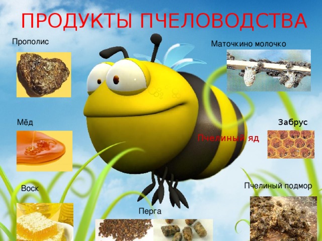 Продукты пчеловодства Прополис Маточкино молочко Забрус Мёд Пчелиный яд Пчелиный подмор  Воск  Перга