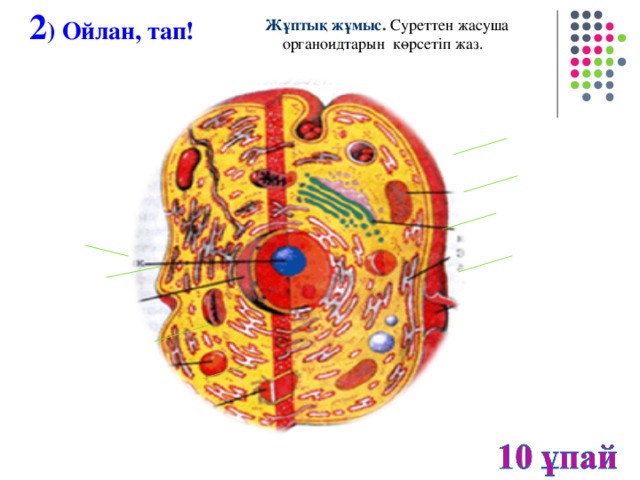 2 ) Ойлан, тап! Жұптық жұмыс. Суреттен жасуша органоидтарын көрсетіп жаз.