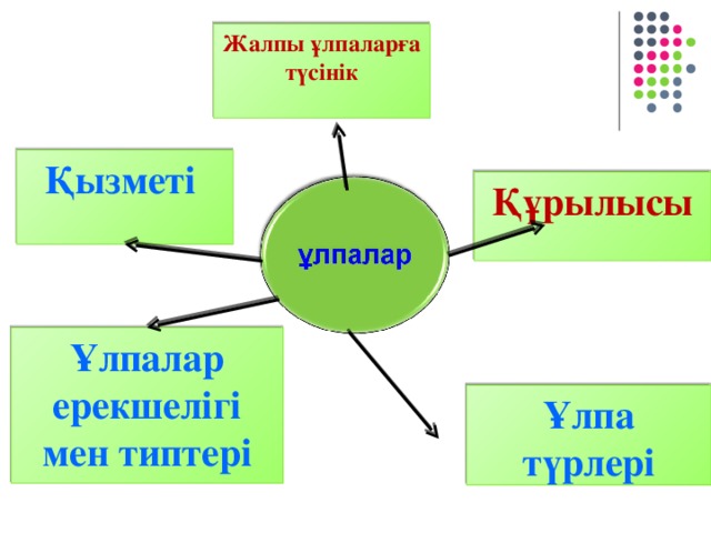 Жалпы ұлпаларға түсінік Қызметі Құрылысы Ұлпалар ерекшелігі мен типтері Ұлпа түрлері