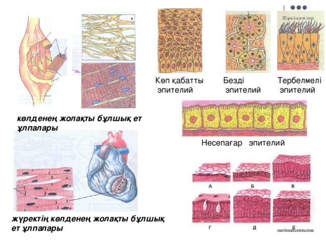 Көп қабатты  эпителий Безді  эпителий Тербелмелі  эпителий көлденең жолақты бұлшық ет ұлпалары  Несепағар эпителий жүректің көлденең жолақты бұлшық ет ұлпалары