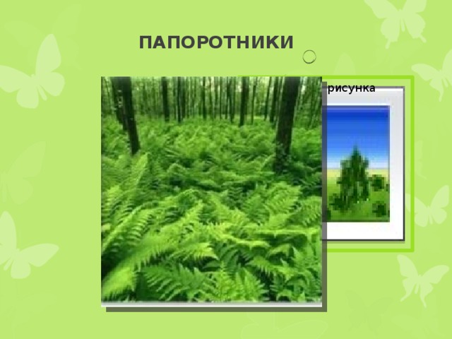 Классы цветковых растений 6 класс презентация. Классы цветковых растений 6 класс презентация Сивоглазов.