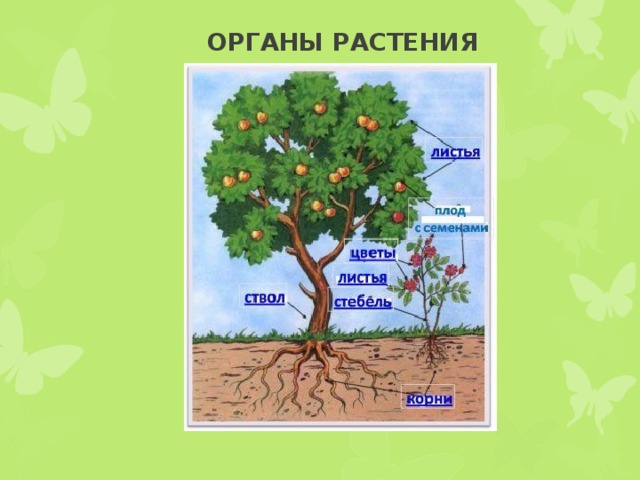 ОРГАНЫ РАСТЕНИЯ