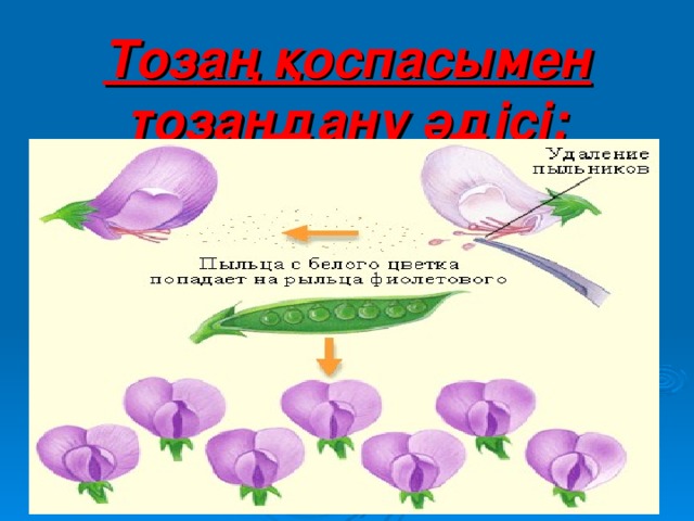 Тоз аң қоспасымен тозаңдану әдісі: