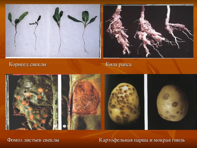 Корнеед свеклы Кила рапса Фомоз листьев свеклы Картофельная парша и мокрая гниль