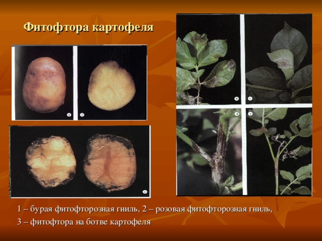 Фитофтора картофеля 1 – бурая фитофторозная гниль, 2 – розовая фитофторозная гниль, 3 – фитофтора на ботве картофеля