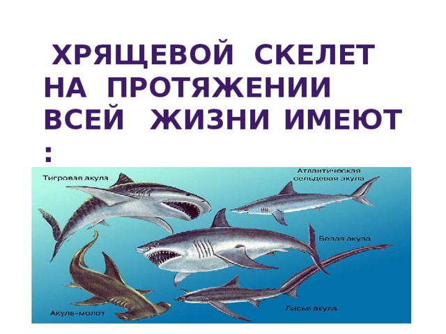 Хрящевой скелет На протяжении всей жизни Имеют : а)акулы.