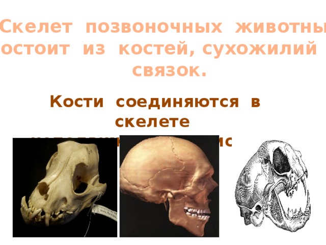 Скелет позвоночных животных состоит из костей, сухожилий и связок. Кости соединяются в скелете неподвижно – с помощью ШВОВ.