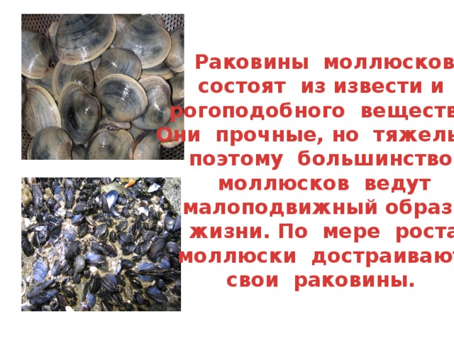 Раковины моллюсков состоят из извести и рогоподобного вещества. Они прочные, но тяжелые, поэтому большинство  моллюсков ведут малоподвижный образ жизни. По мере роста моллюски достраивают свои раковины.