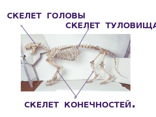 Скелет головы Скелет туловища Скелет конечностей .
