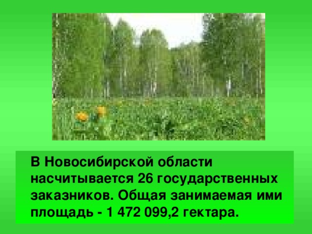 В Новосибирской области насчитывается 26 государственных заказников. Общая занимаемая ими площадь - 1 472 099,2 гектара.
