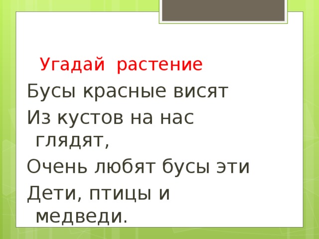 Угадай растение Бусы красные висят Из кустов на нас глядят, Очень любят бусы эти Дети, птицы и медведи.