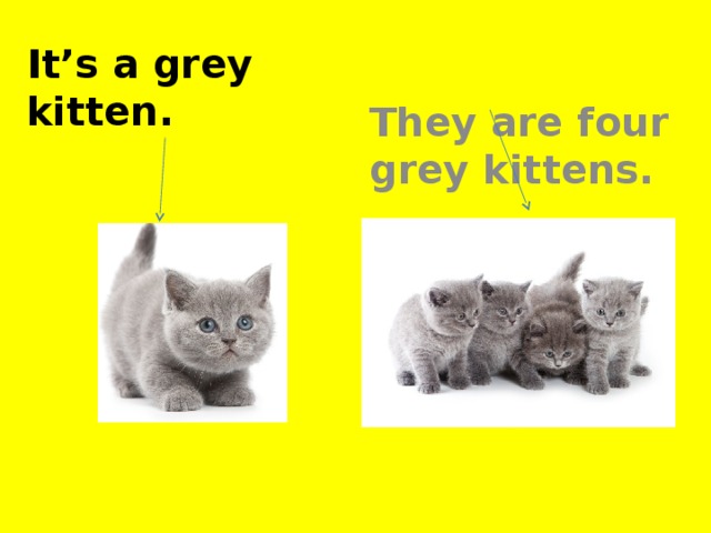 It’s a grey kitten. They are four grey kittens.