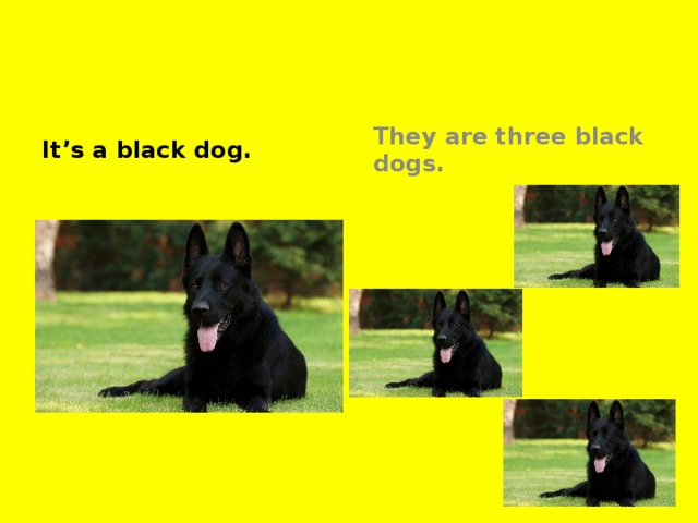 It’s a black dog. They are three black dogs.