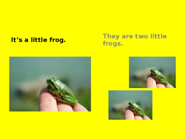 It’s a little frog. They are two little frogs.