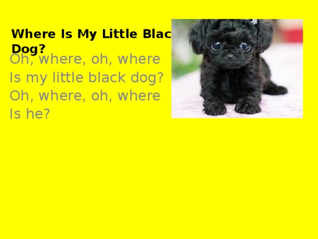 Where Is My Little Black Dog? Oh, where, oh, where Is my little black dog? Oh, where, oh, where Is he?