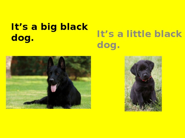 It’s a little black dog. It’s a big black dog.
