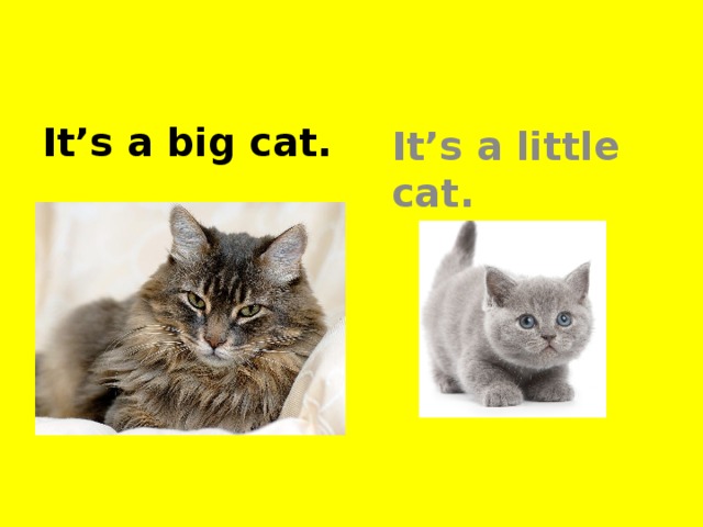 It’s a big cat. It’s a little cat.