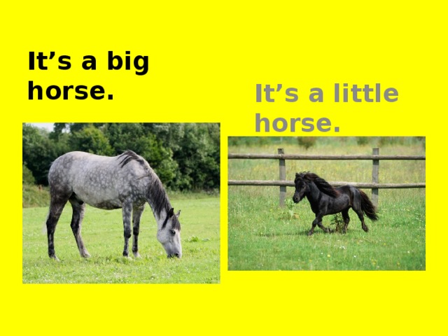 It’s a big horse. It’s a little horse.