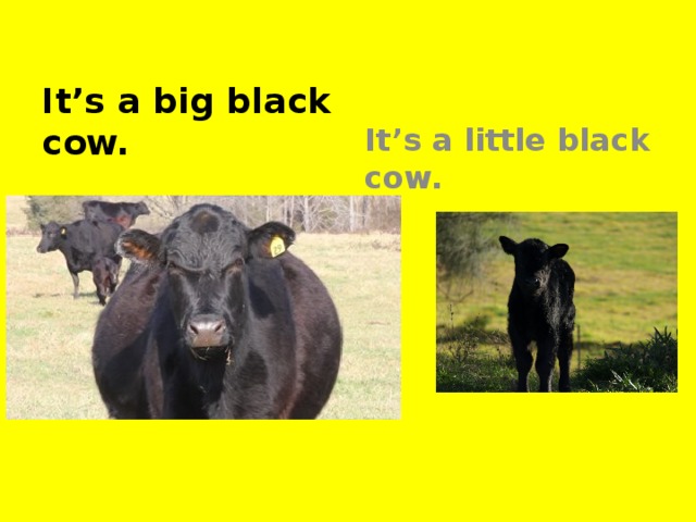 It’s a big black cow. It’s a little black cow.