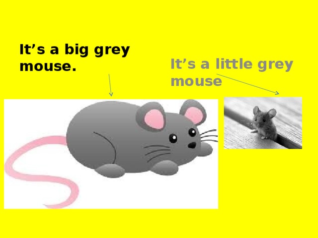 It’s a big grey mouse. It’s a little grey mouse