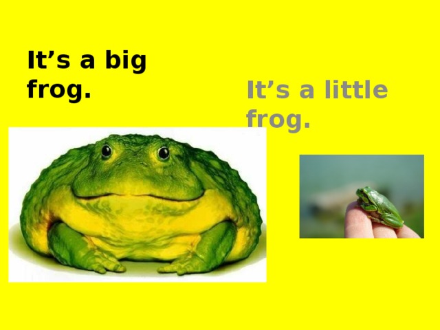 It’s a little frog. It’s a big frog.