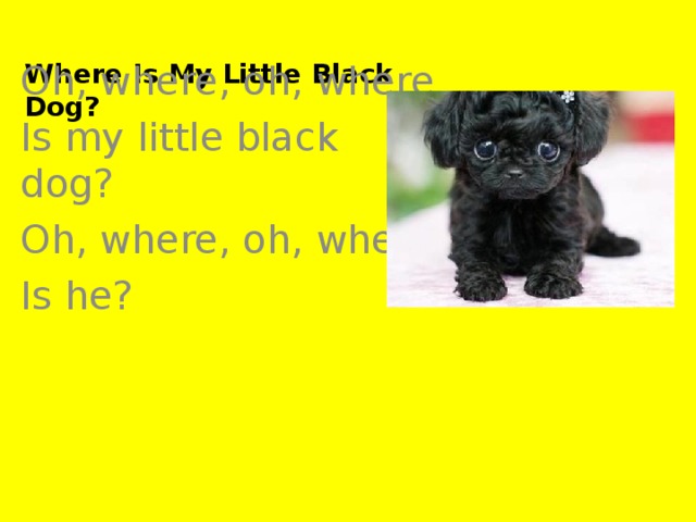 Where Is My Little Black Dog? Oh, where, oh, where Is my little black dog? Oh, where, oh, where Is he?