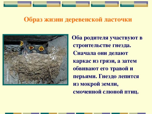 Образ жизни деревенской ласточки    Оба родителя участвуют в строительстве гнезда. Сначала они делают каркас из грязи, а затем обвивают его травой и перьями. Гнездо лепится из мокрой земли, смоченной слюной птиц.
