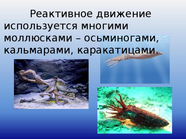 Реактивное движение используется многими моллюсками – осьминогами, кальмарами, каракатицами.