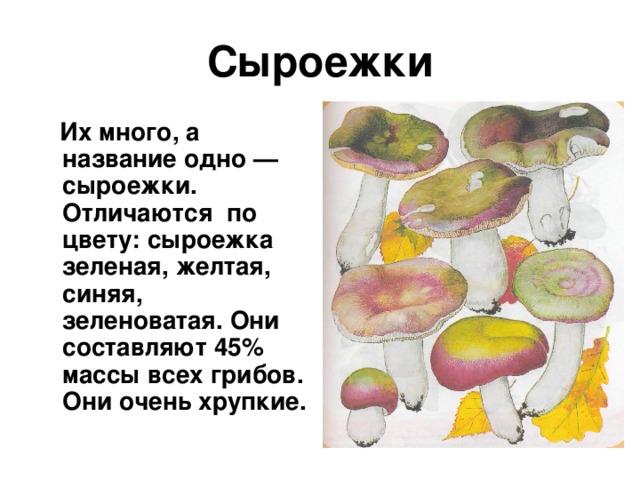 Сыроежки  Их много, а название одно — сыроежки. Отличаются по цвету: сыроежка зеленая, желтая, синяя, зеленоватая. Они составляют 45% массы всех грибов. Они очень хрупкие.