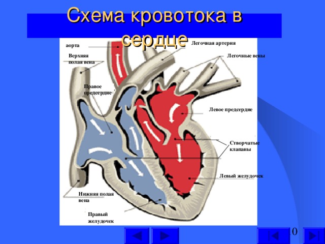 Легочная артерия аорта Легочные вены Верхняя полая вена Правое предсердие Левое предсердие Створчатые клапаны Левый желудочек Нижняя полая вена Правый желудочек