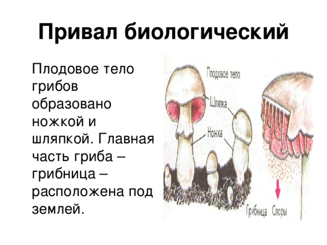 Привал биологический  Плодовое тело грибов образовано ножкой и шляпкой. Главная часть гриба – грибница – расположена под землей.