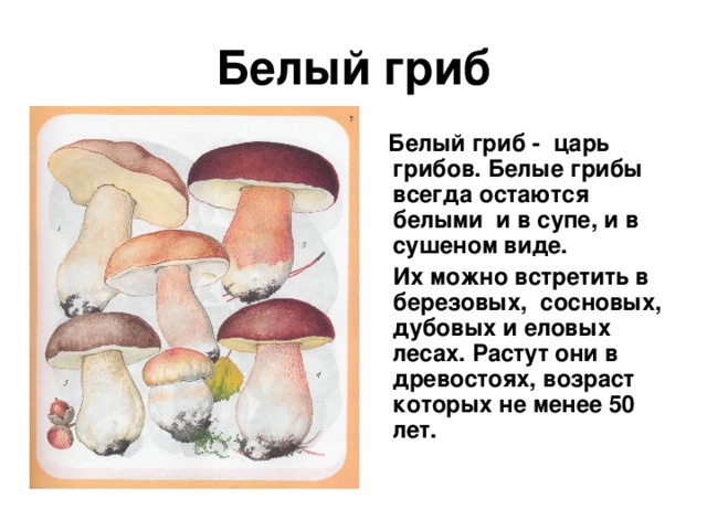 Белый гриб  Белый гриб - царь грибов. Белые грибы всегда остаются белыми и в супе, и в сушеном виде.  Их можно встретить в березовых, сосновых, дубовых и еловых лесах. Растут они в древостоях, возраст которых не менее 50 лет.