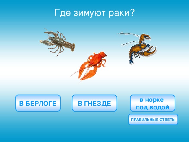 Где зимуют раки? В ГНЕЗДЕ в норке  под водой В БЕРЛОГЕ ПРАВИЛЬНЫЕ ОТВЕТЫ