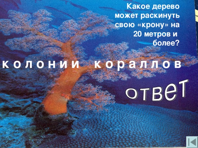 Какое дерево может раскинуть свою «крону» на 20 метров и более? к о л о н и и к о р а л л о в