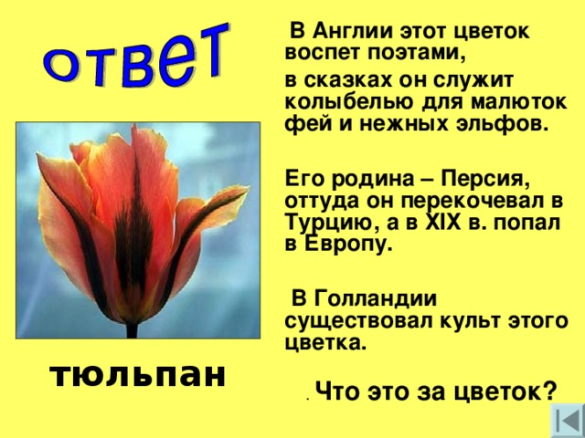 В Англии этот цветок воспет поэтами, в сказках он служит колыбелью для малюток фей и нежных эльфов.  Его родина – Персия, оттуда он перекочевал в Турцию, а в ХIХ в. попал в Европу.   В Голландии существовал культ этого цветка.  . Что это за цветок?  тюльпан