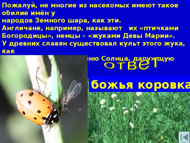 Пожалуй, не многие из насекомых имеют такое обилие имён у народов Земного шара, как эти. Англичане, например, называют их «птичками Богородицы», немцы – «жуками Девы Марии». У древних славян существовал культ этого жука, как олицетворяющего богиню Солнца, дарующую свет, урожай и жизнь. божья коровка