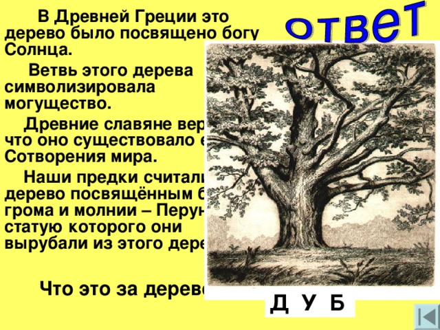 В Древней Греции это дерево было посвящено богу Солнца.  Ветвь этого дерева символизировала могущество.  Древние славяне верили, что оно существовало ещё до Сотворения мира.  Наши предки считали это дерево посвящённым богу грома и молнии – Перуну, статую которого они вырубали из этого дерева  Что это за дерево?  Д У Б